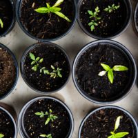 green leafed seedlings on black plastic pots